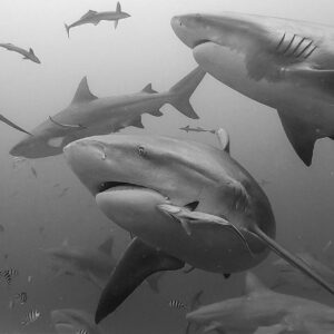 The Fiji Shark Dive