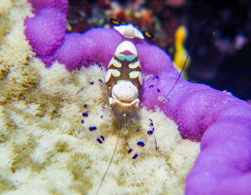 CoralDive_SS_LandingPage
