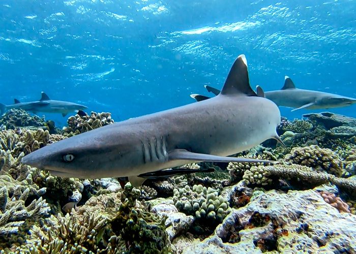 NDM_WTRS_Reef