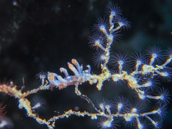 SS_Nudi