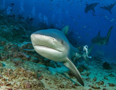 TheSharkDIve_JJ